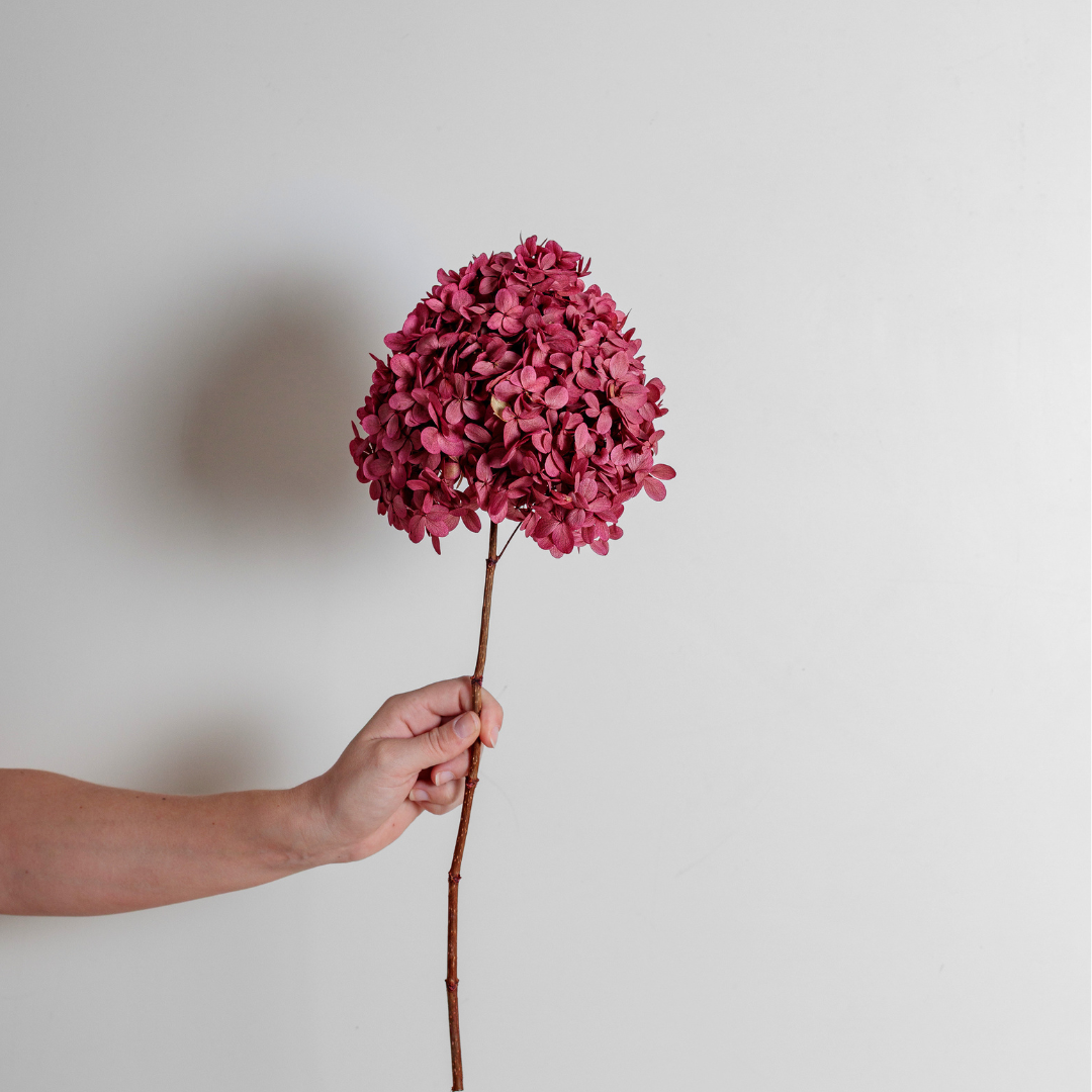Limelight ROSE PINK | Medium
