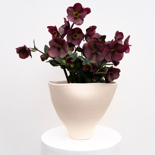 Vibey Velvet Hellebores | Bunch