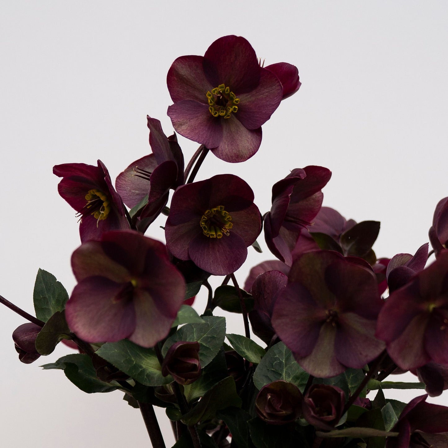Vibey Velvet Hellebores | Bunch