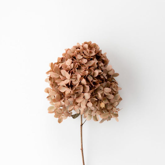 MINI Blush Paniculata- Preserved Hydrangea BUNCHES