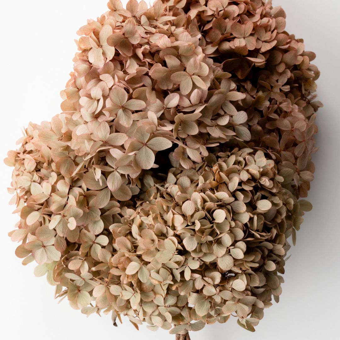 MEDIUM Blush Paniculata -Preserved Hydrangea STEM