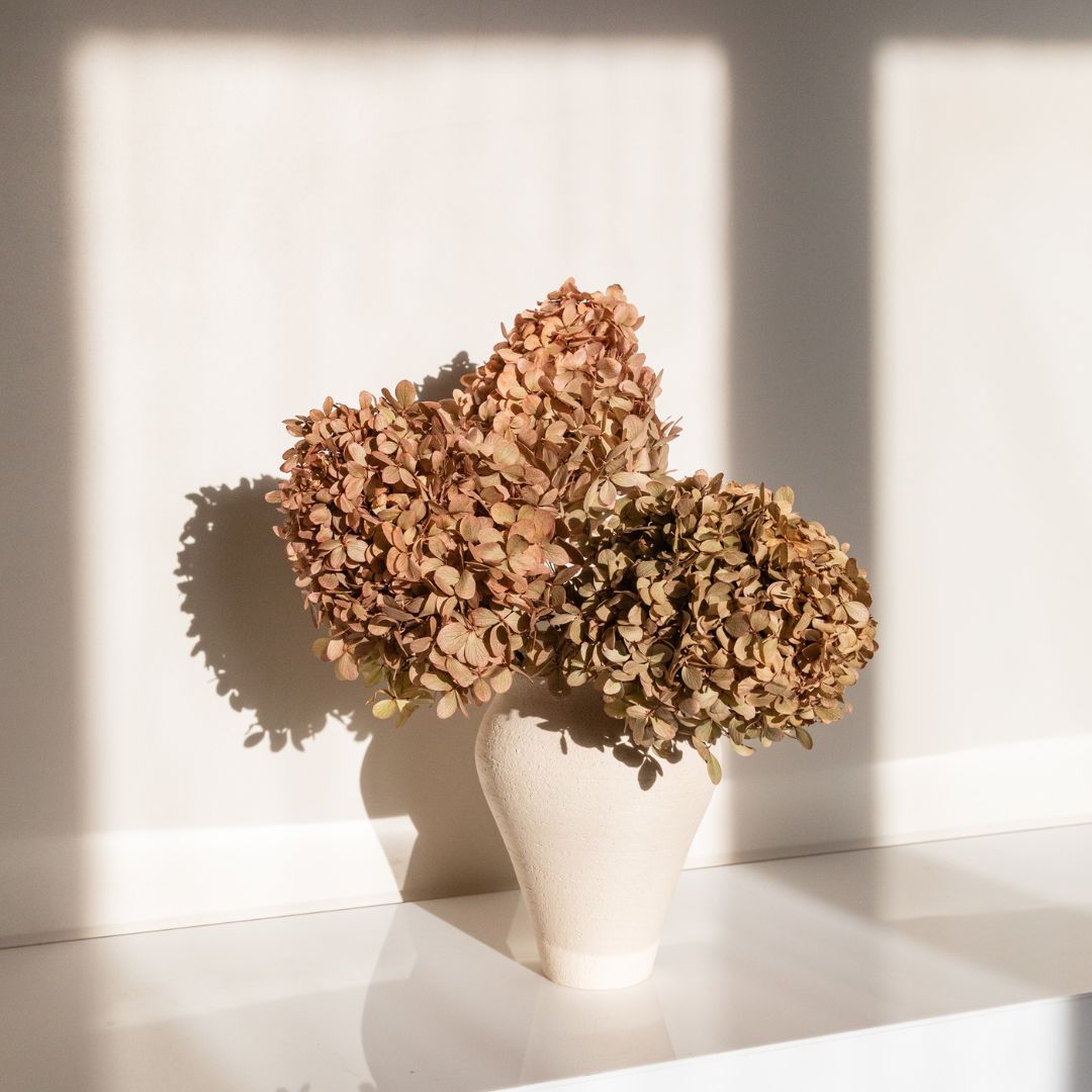 MINI Blush Paniculata- Preserved Hydrangea BUNCHES