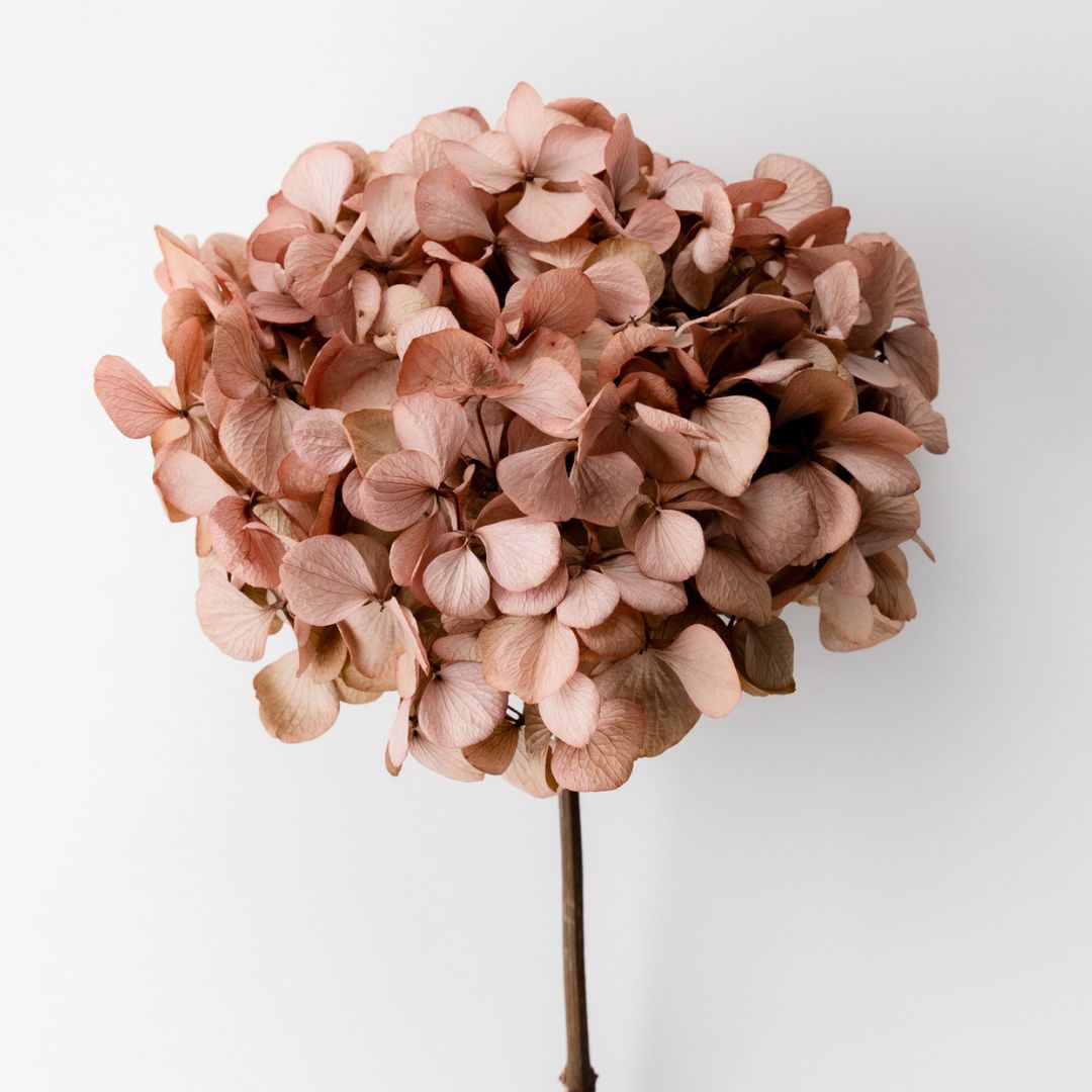 MEDIUM Blush Juliana - Preserved Hydrangea STEM