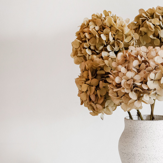 MEDIUM Autumn Beige Juliana - Preserved Hydrangea STEM