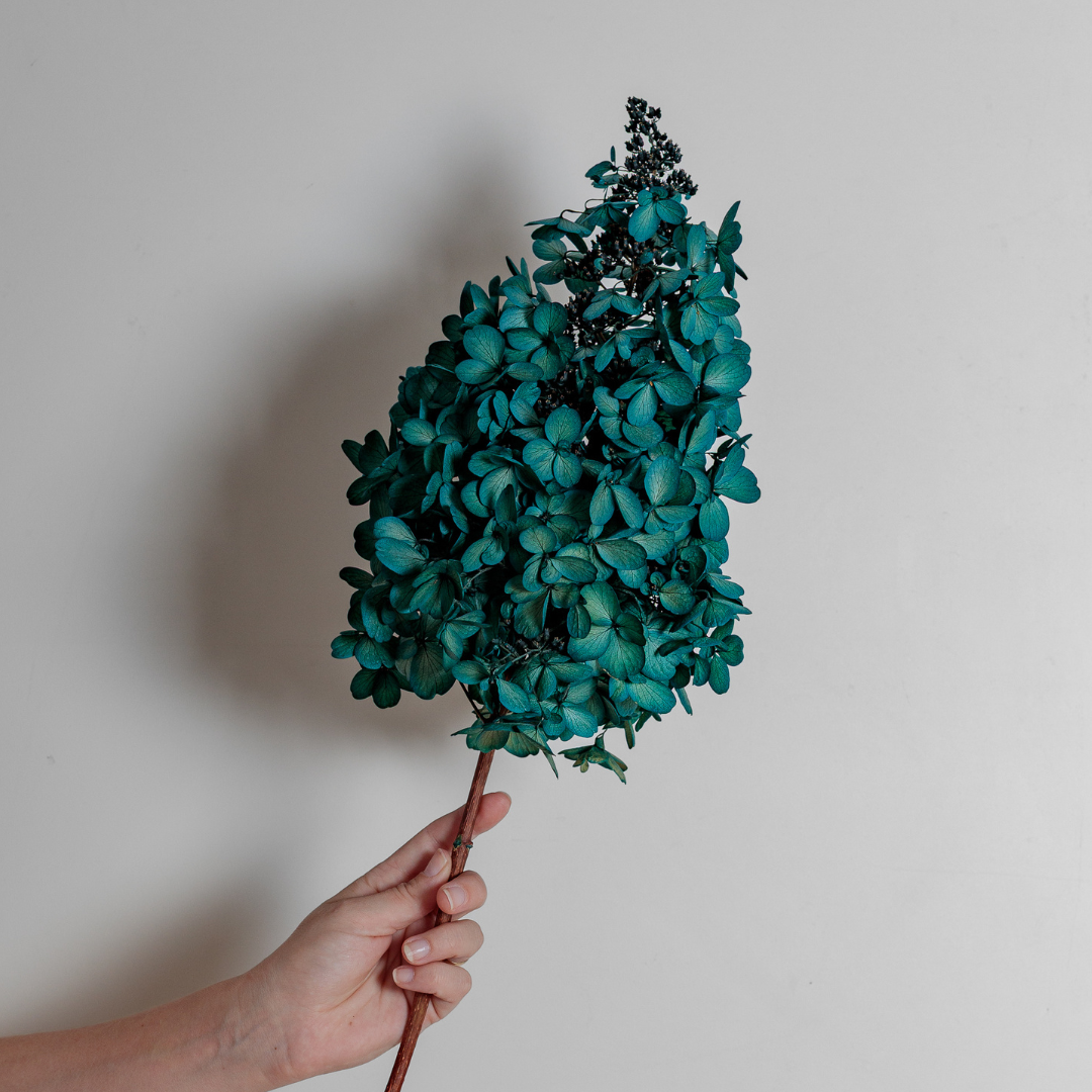 Candlelight Hydrangea Bunch -5 STEMS Large