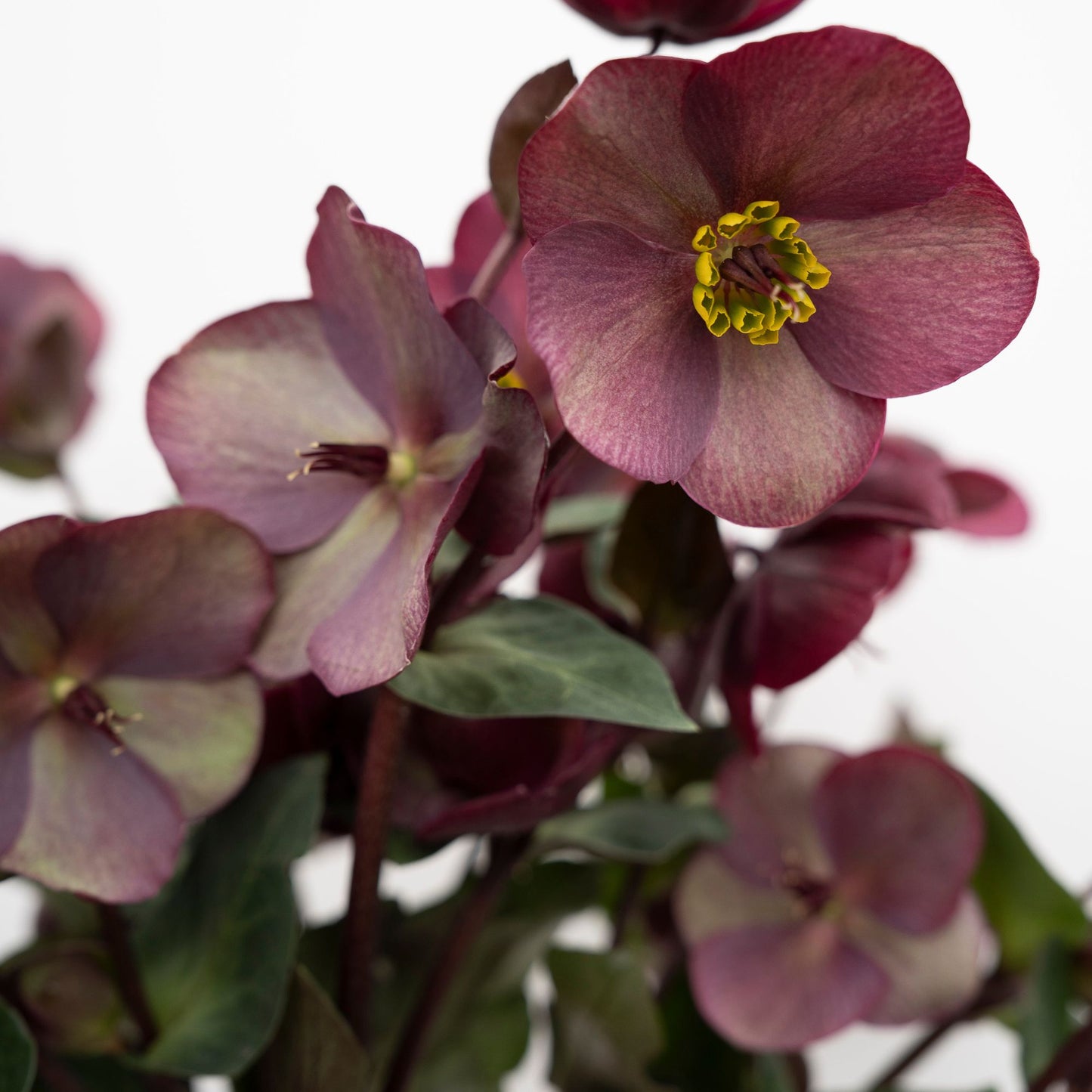 Vibey Velvet Hellebores | Bunch