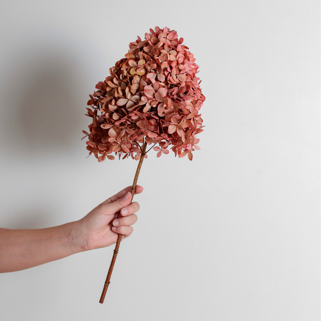 Limelight BLUSH | Large STEM