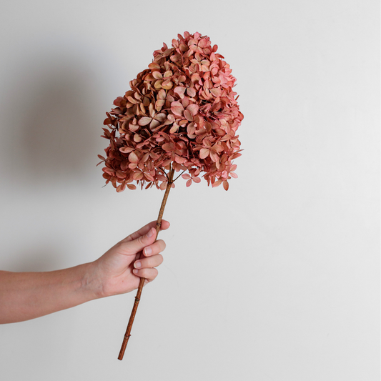 Limelight BLUSH | Large STEM