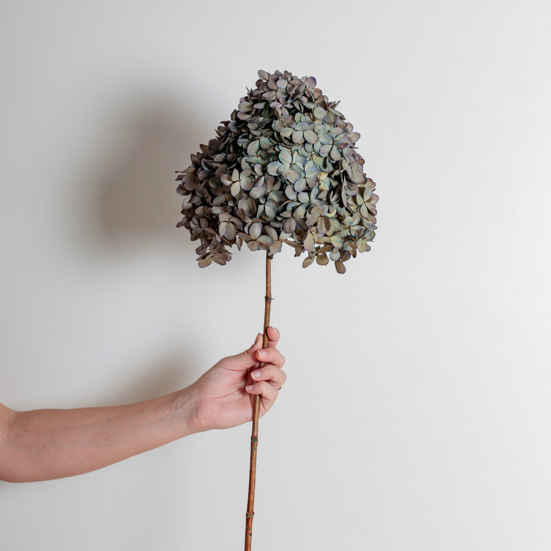 Limelight GREY LILAC | Large STEM