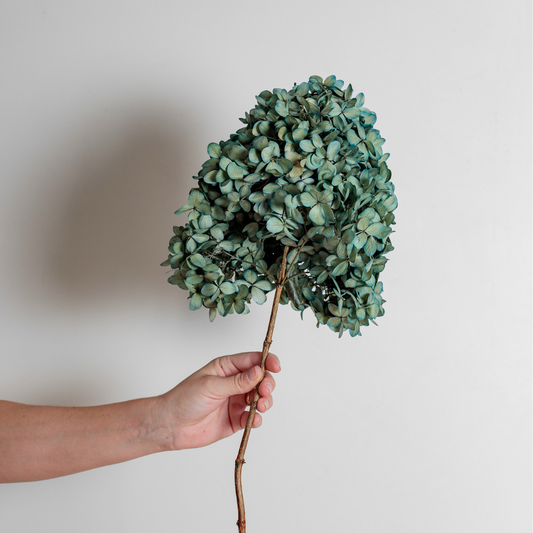 Limelight BLUE | Large STEM