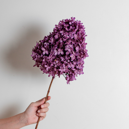 Limelight  PURPLE | Large STEM