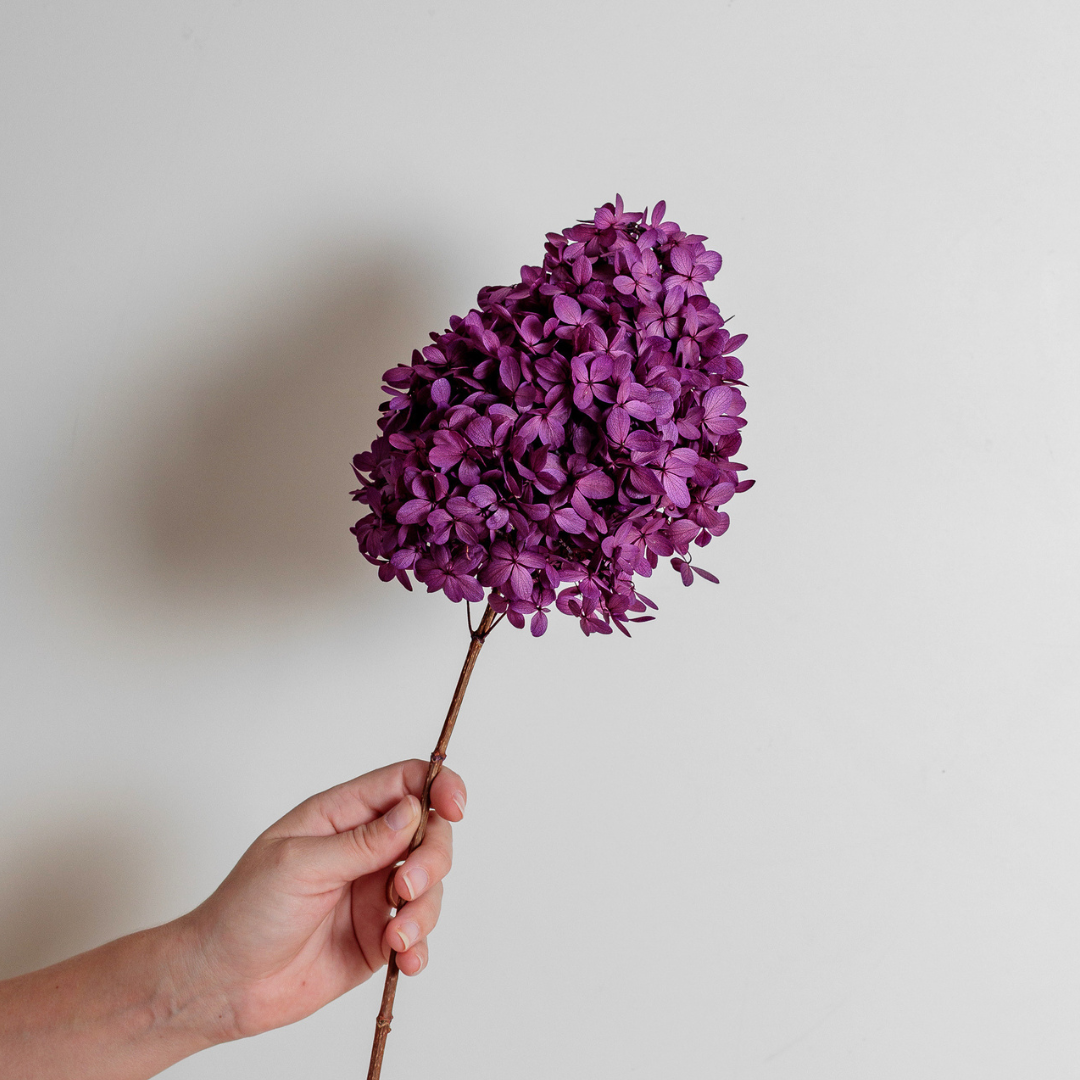 Limelight PURPLE | Medium STEM