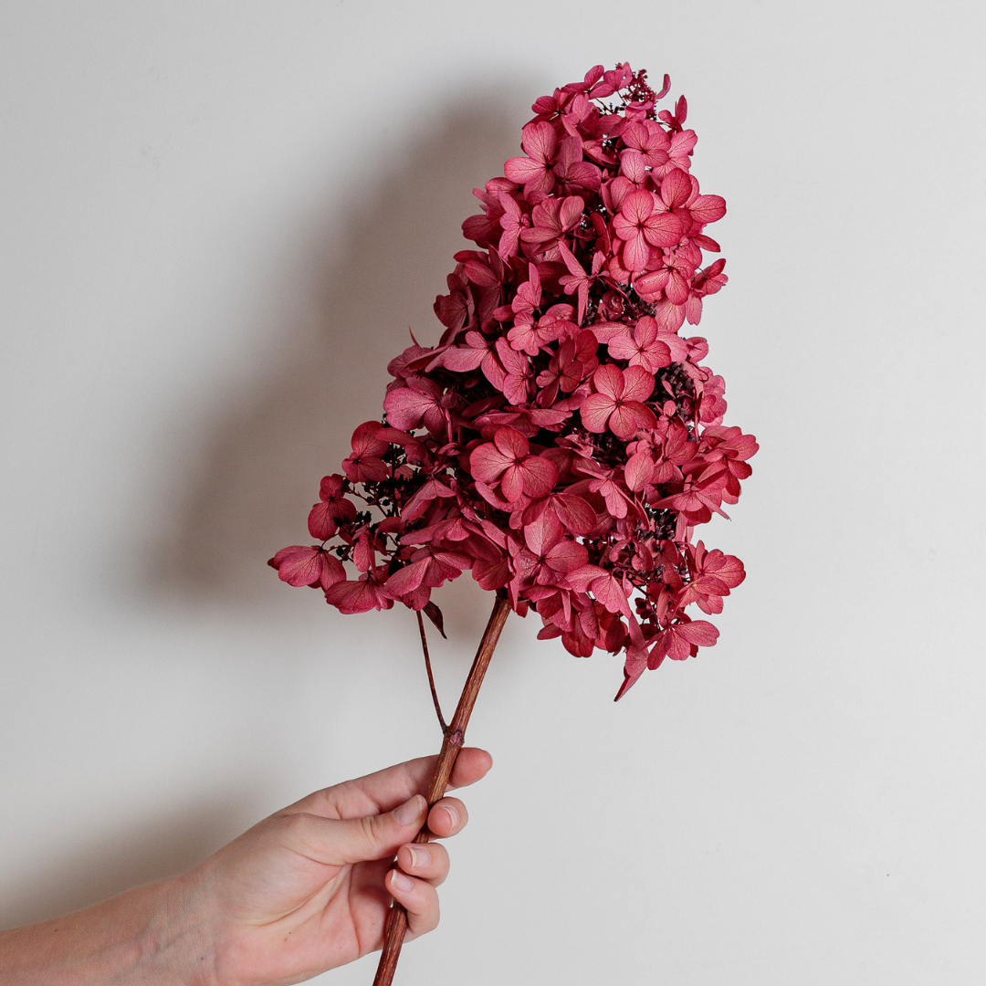 Candlelight Hydrangea Bunch -5 STEMS Large