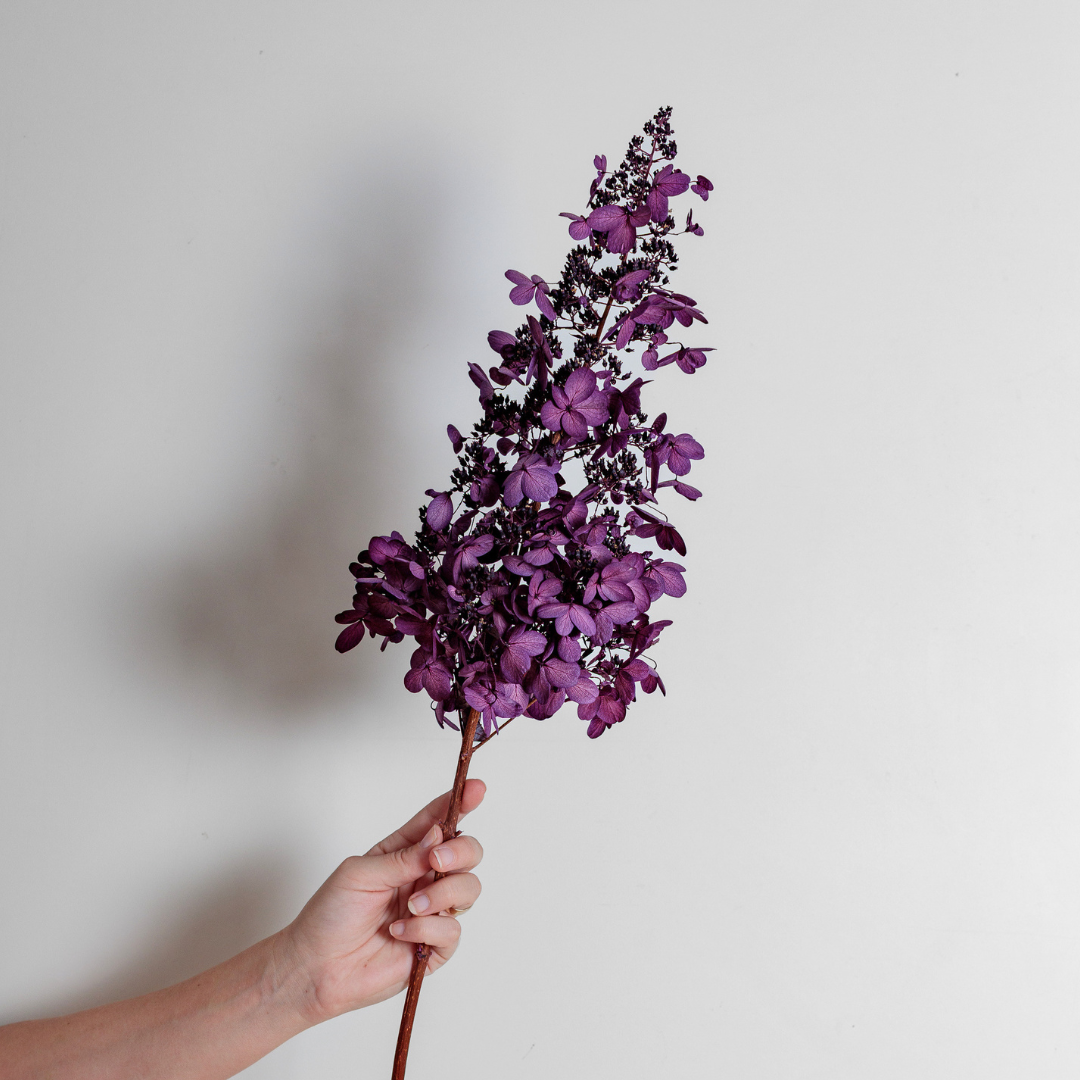 Candlelight Hydrangea Bunch -5 STEMS Large