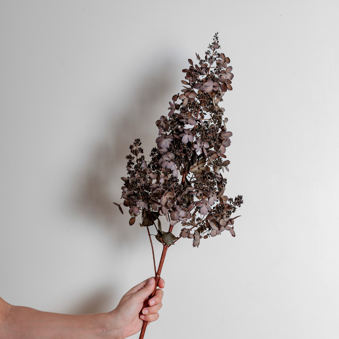 Candlelight Hydrangea Bunch -5 STEMS Large