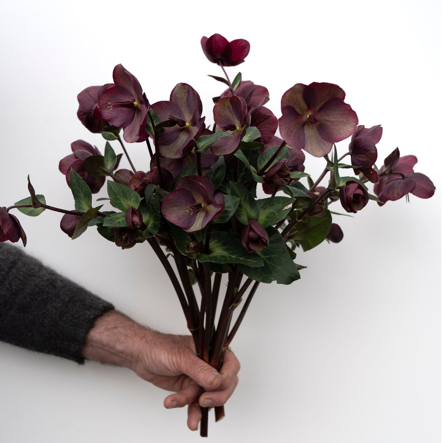 Vibey Velvet Hellebores | Bunch